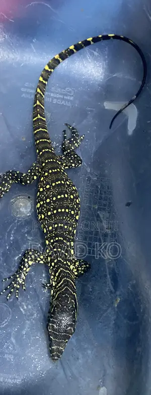 Baby Monitor Lizard