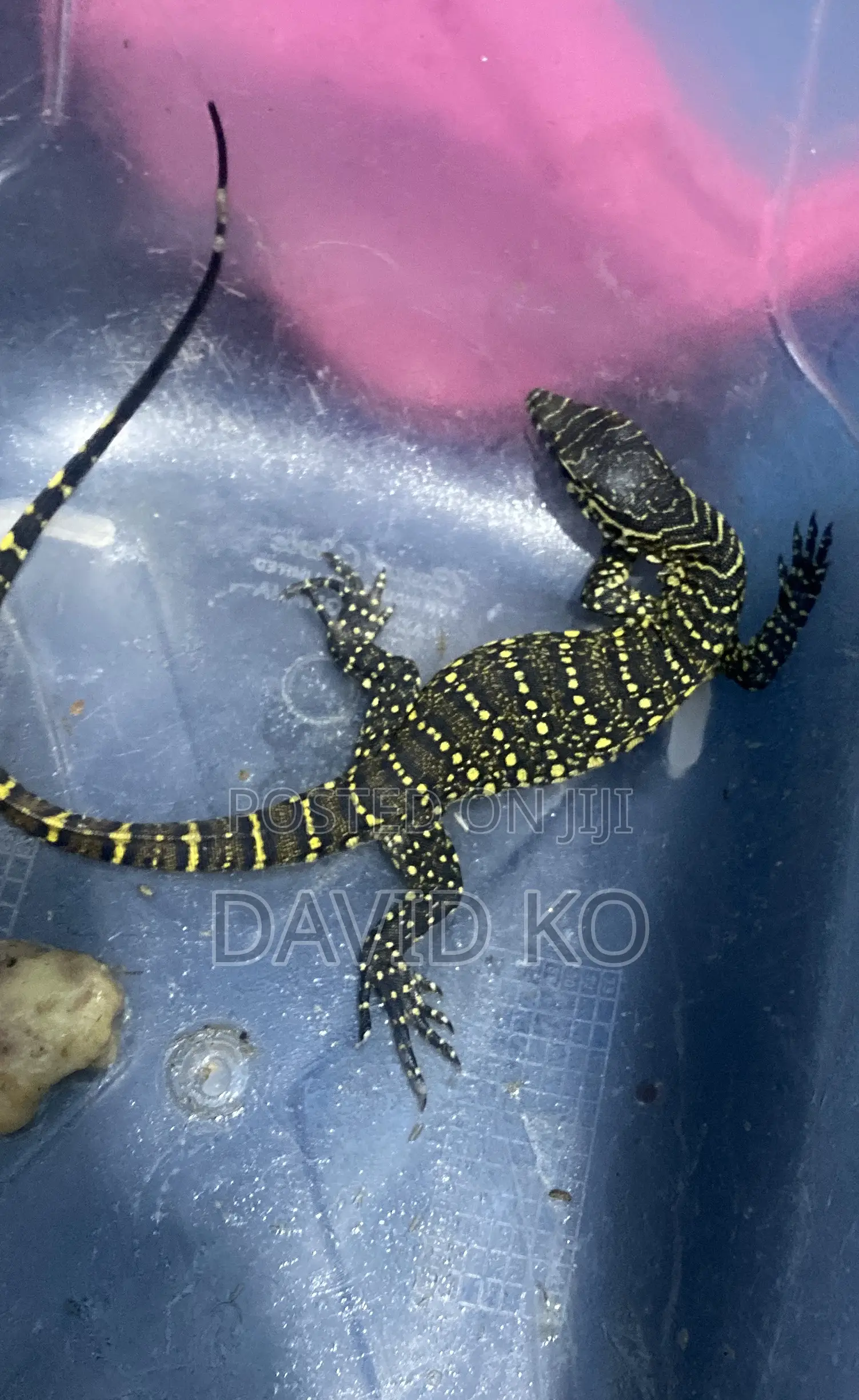 Baby Monitor Lizard