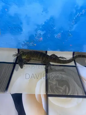 Monitor Lizard