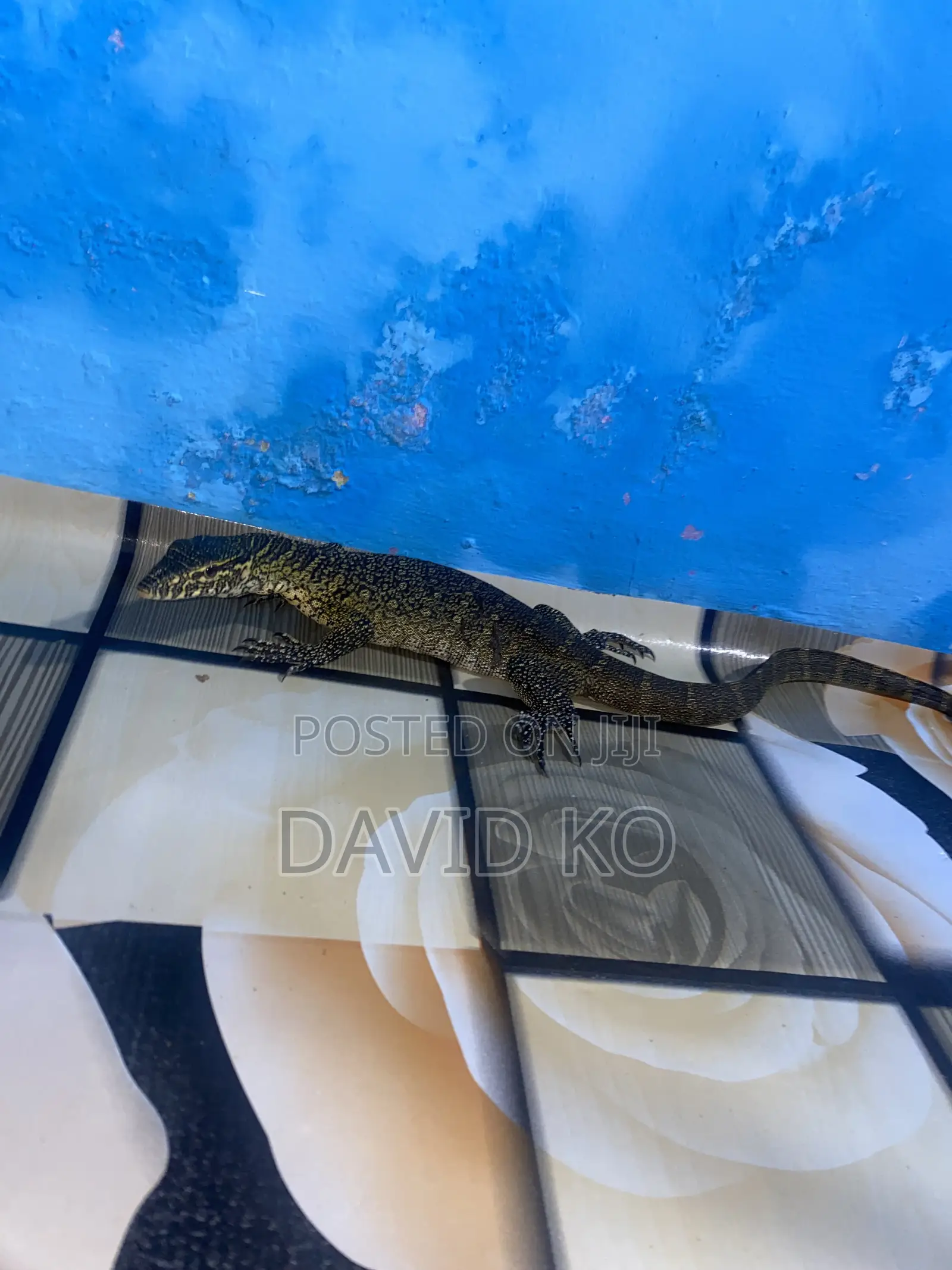 Monitor Lizard