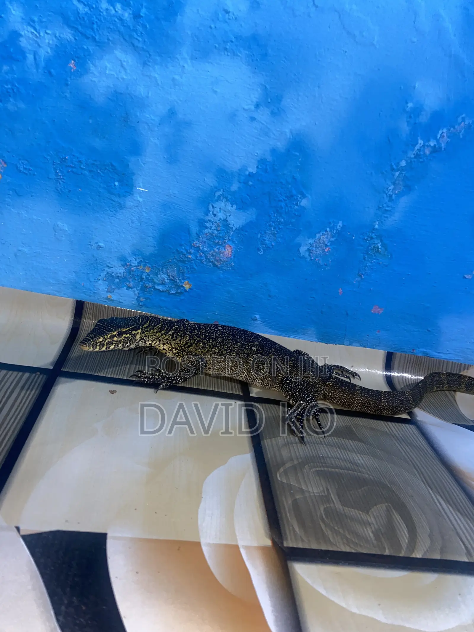 Monitor Lizard