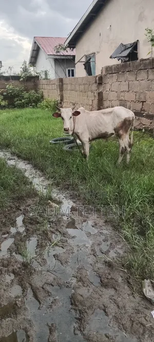 Normal Cow Going