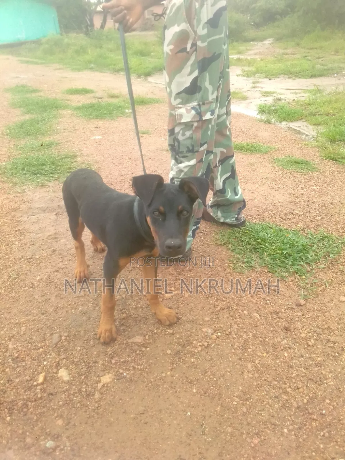 3-6 months Male Purebred Doberman Pinscher