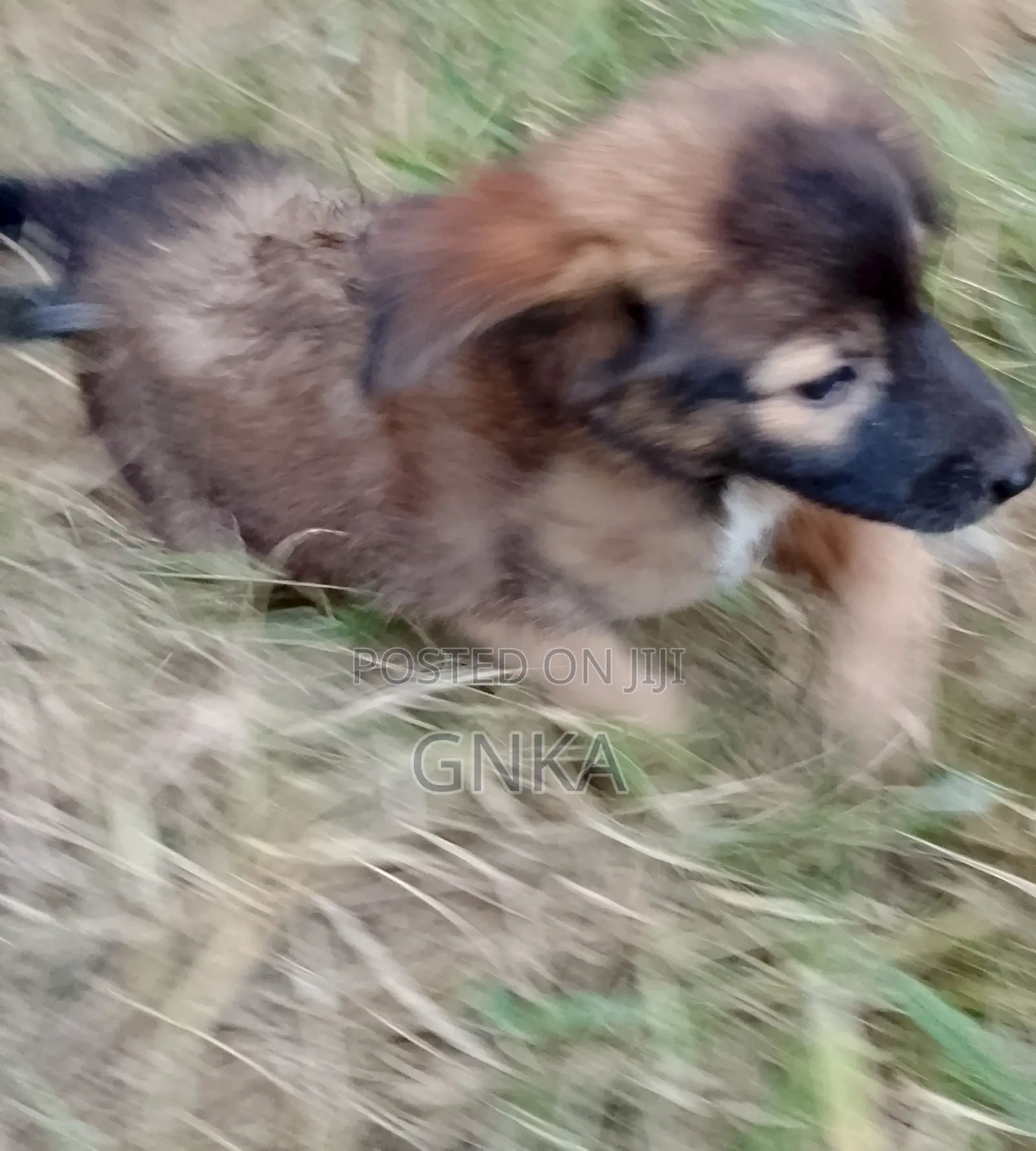 1-3 months Male Mixed Breed German Shepherd
