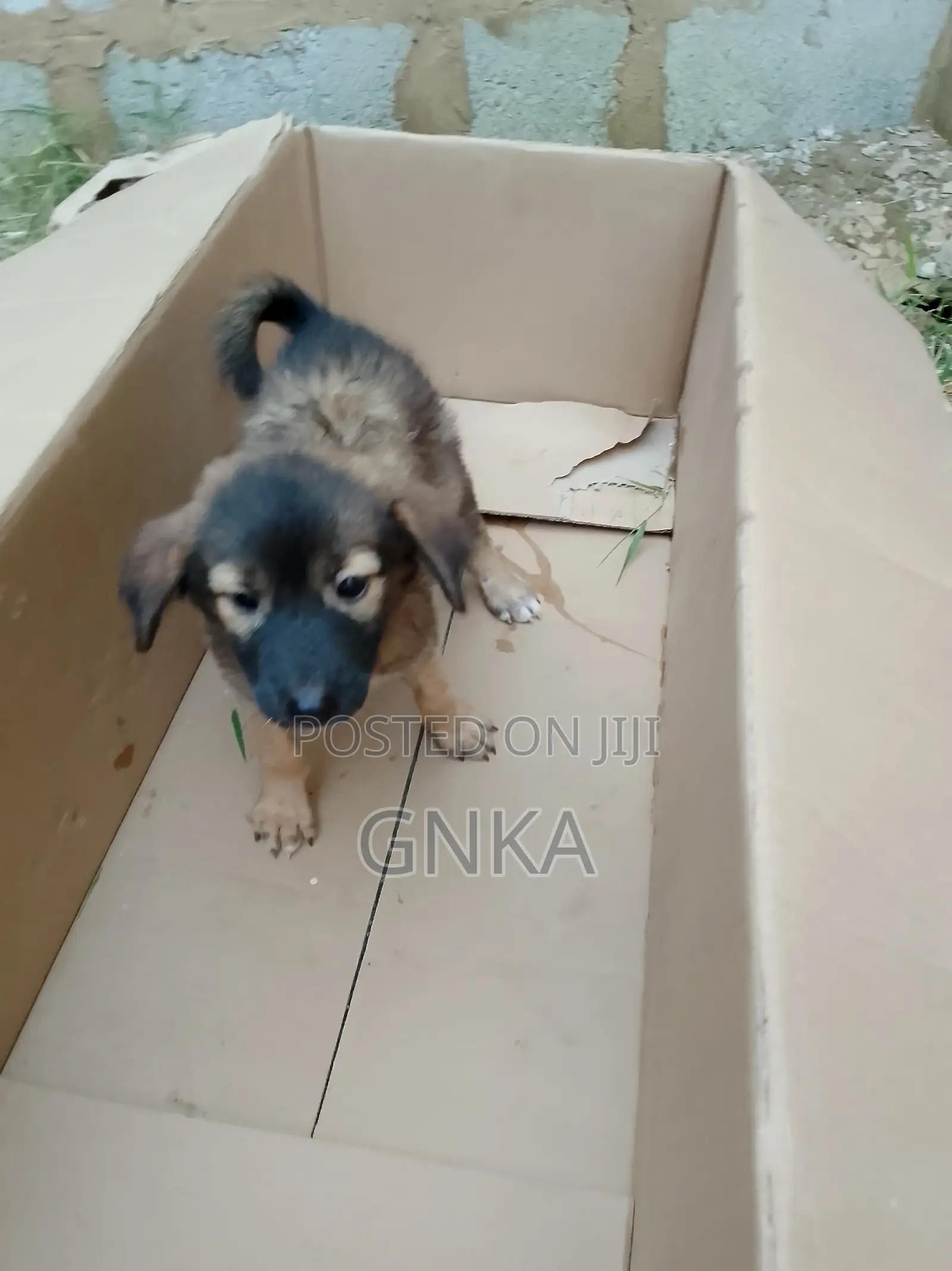 1-3 months Male Mixed Breed German Shepherd