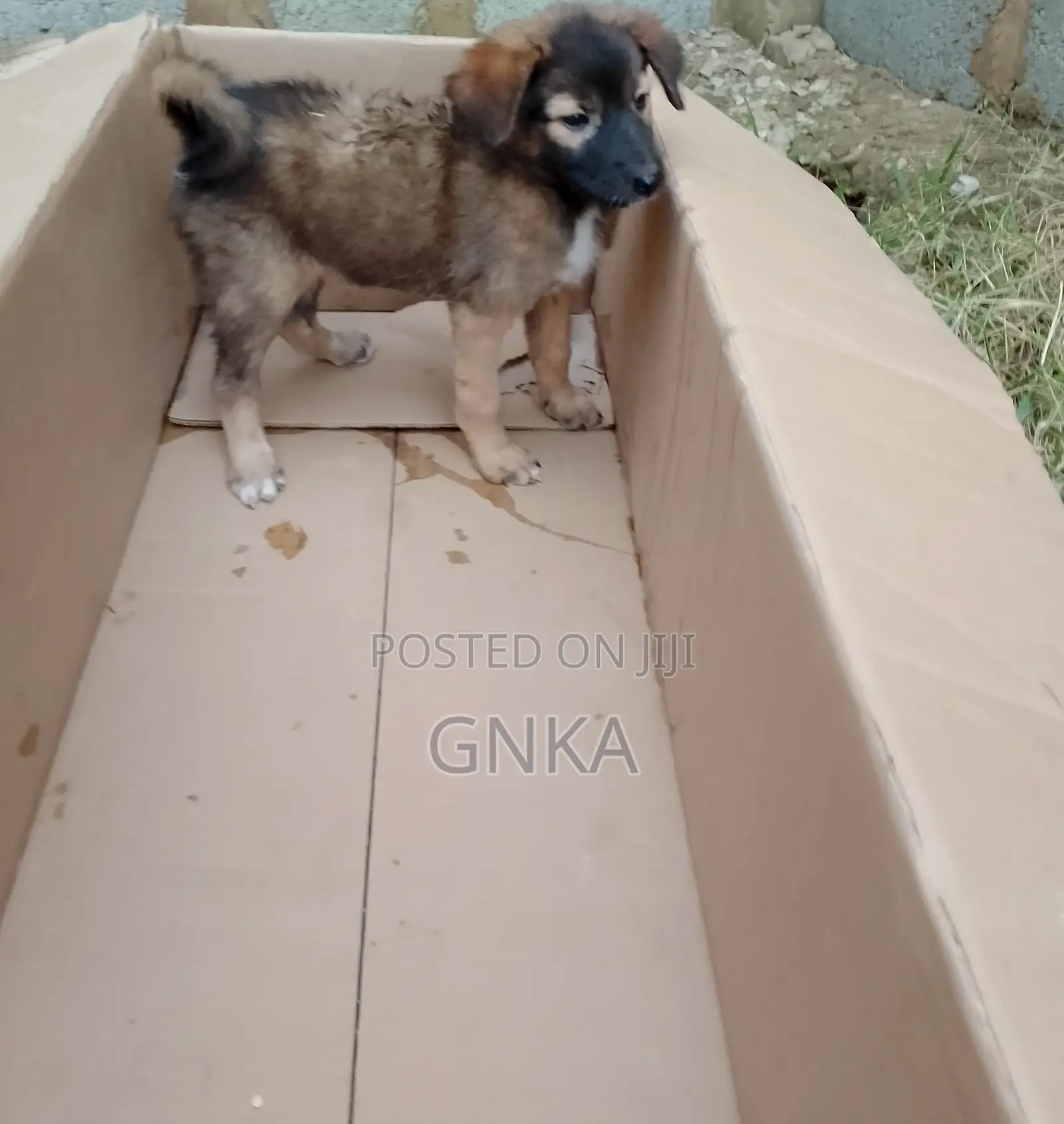 1-3 months Male Mixed Breed German Shepherd