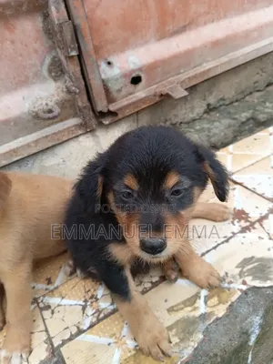 1-3 months Male Purebred Dog