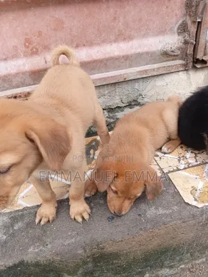 1-3 months Male Purebred Dog