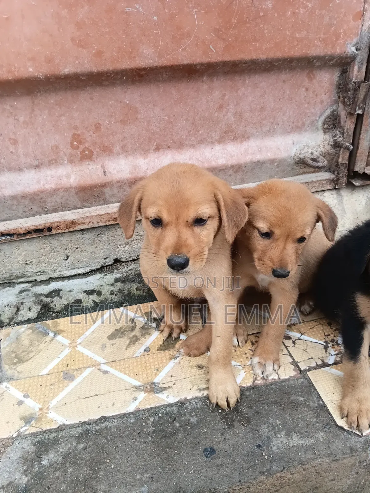 1-3 months Male Purebred Dog