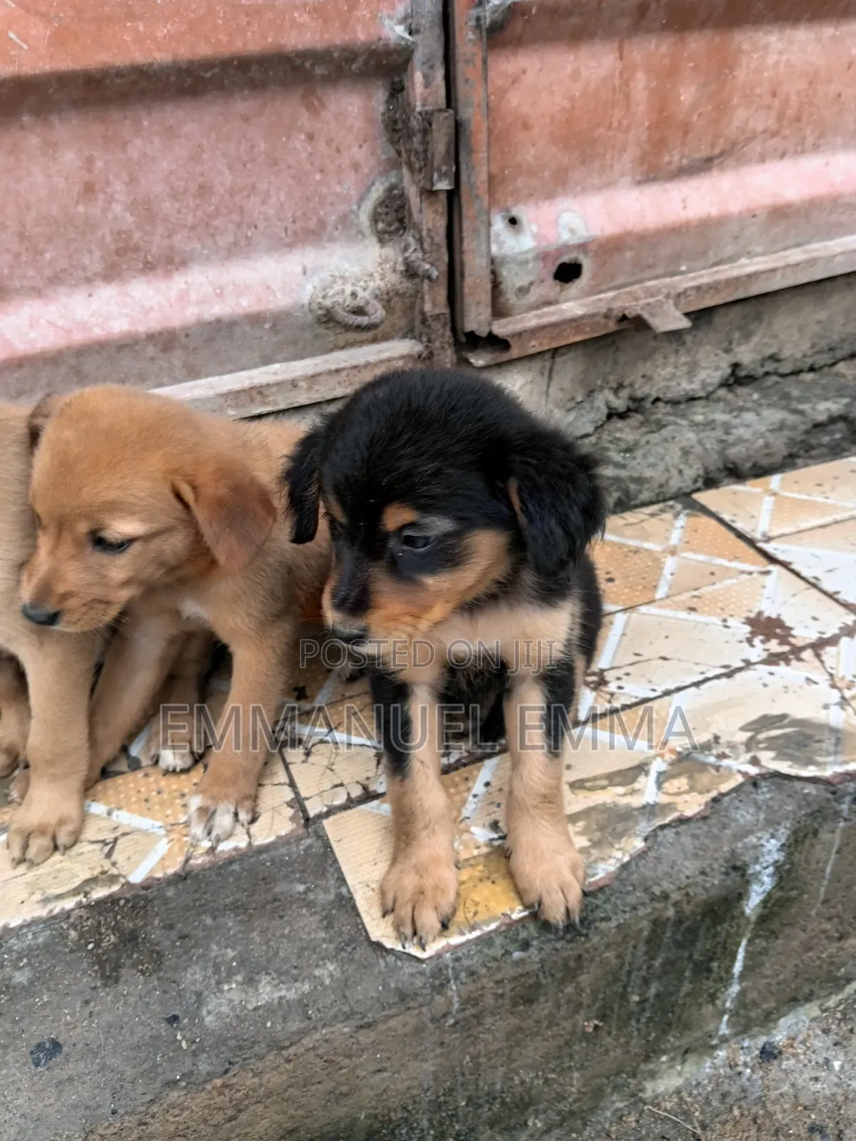 1-3 months Male Purebred Dog