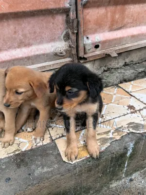 1-3 months Male Purebred Dog