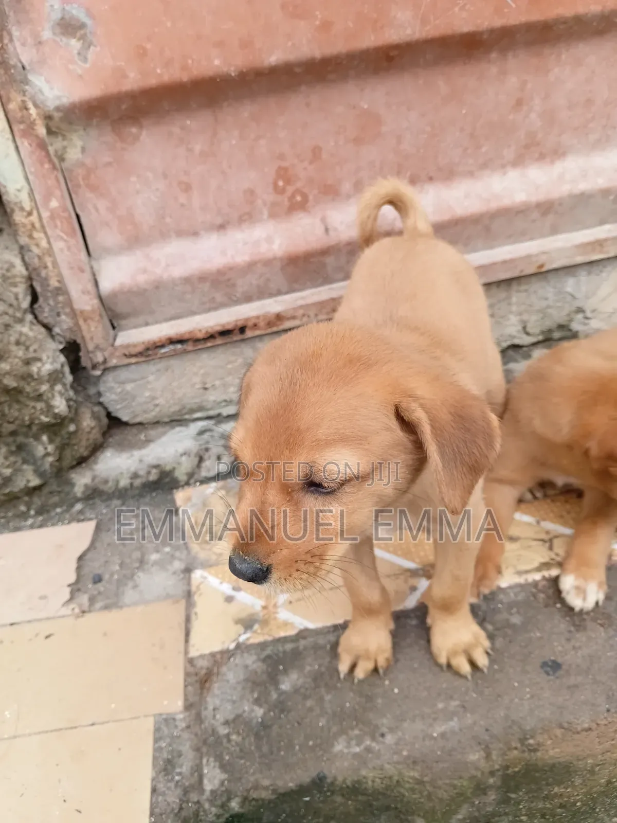 1-3 months Male Purebred Dog