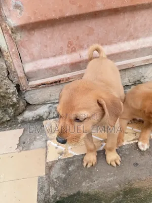 1-3 months Male Purebred Dog