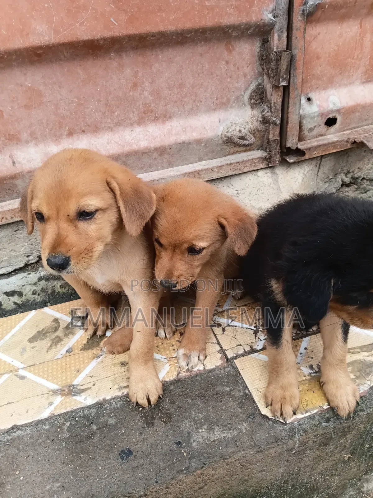 1-3 months Male Purebred Dog
