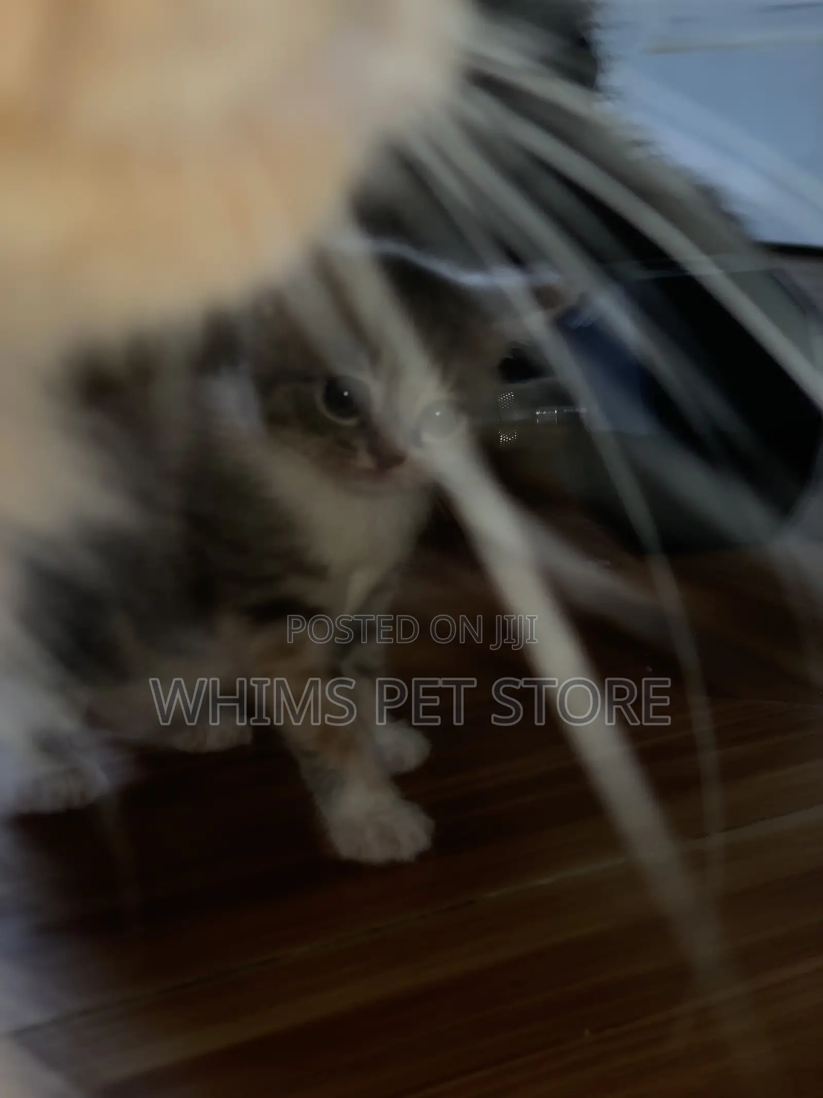 1-3 months Female Mixed Breed Persian