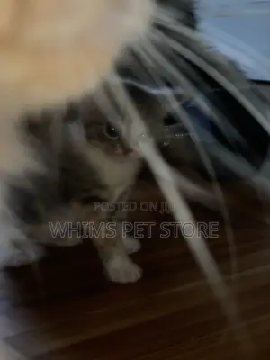 1-3 months Female Mixed Breed Persian