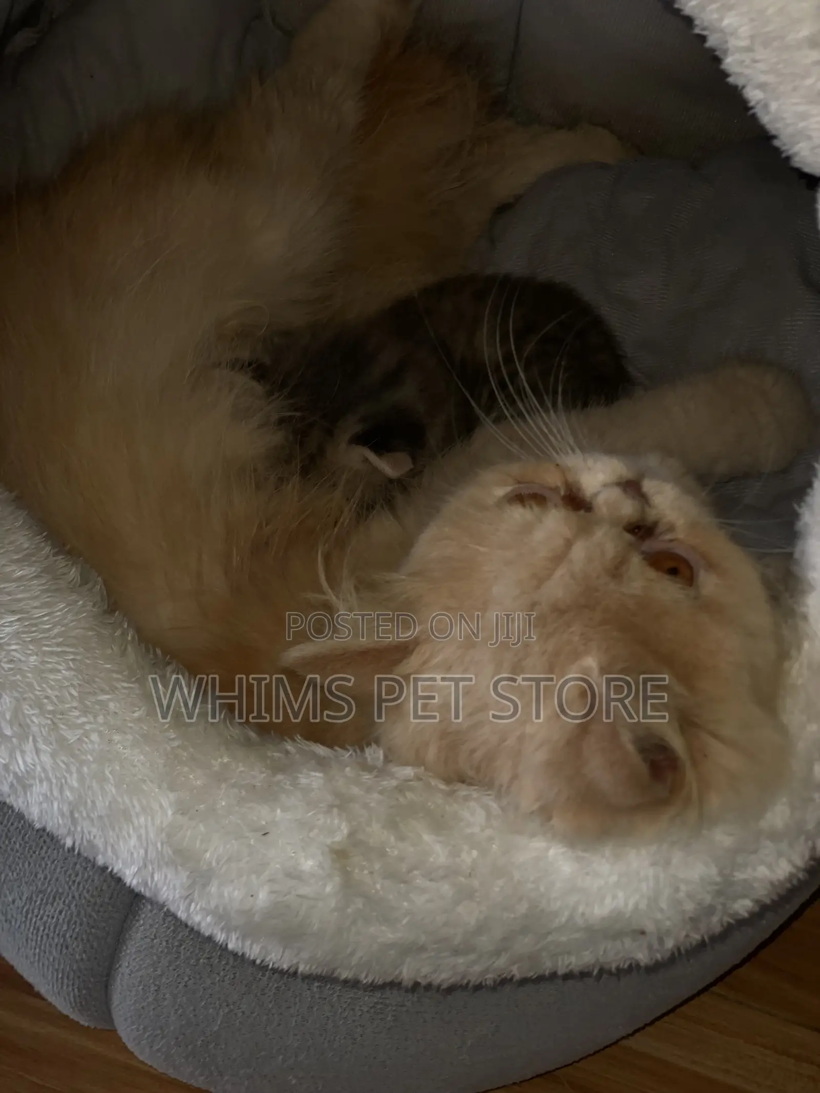 1-3 months Female Mixed Breed Persian