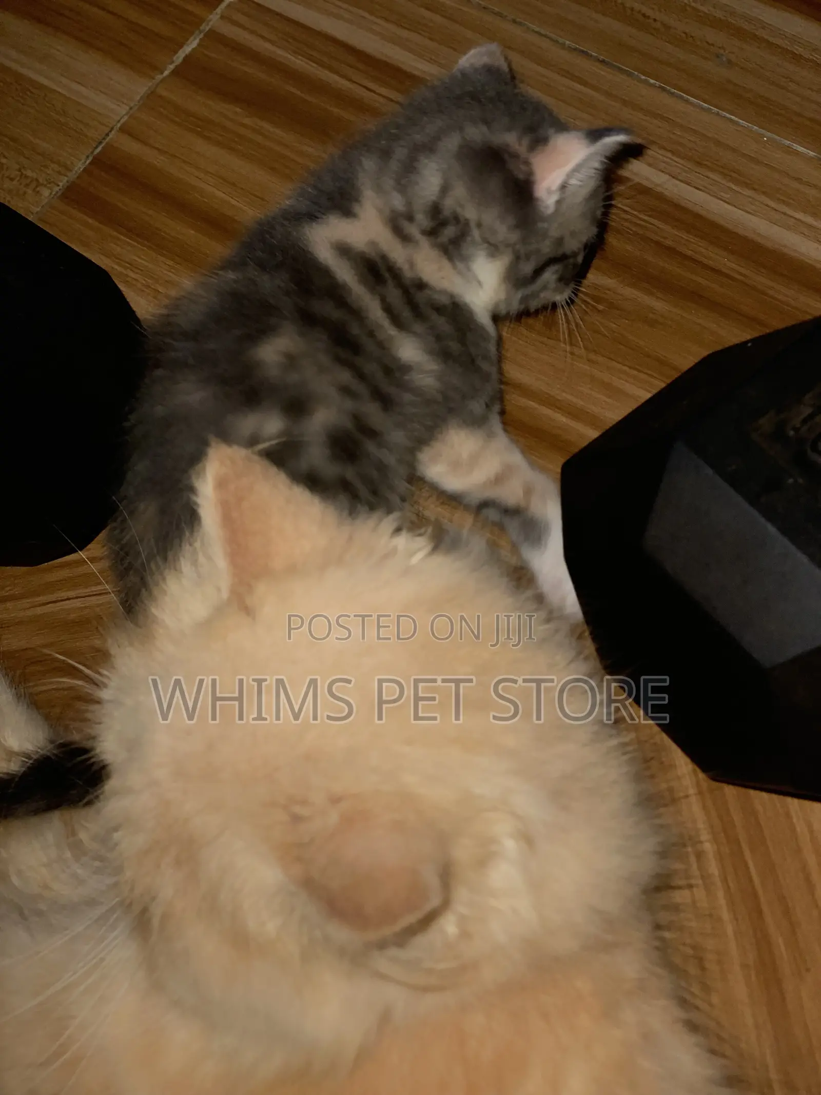 1-3 months Female Mixed Breed Persian
