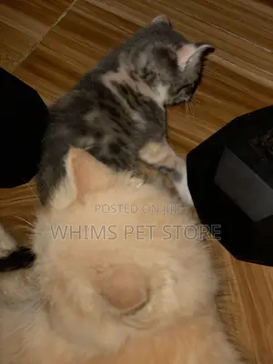 1-3 months Female Mixed Breed Persian