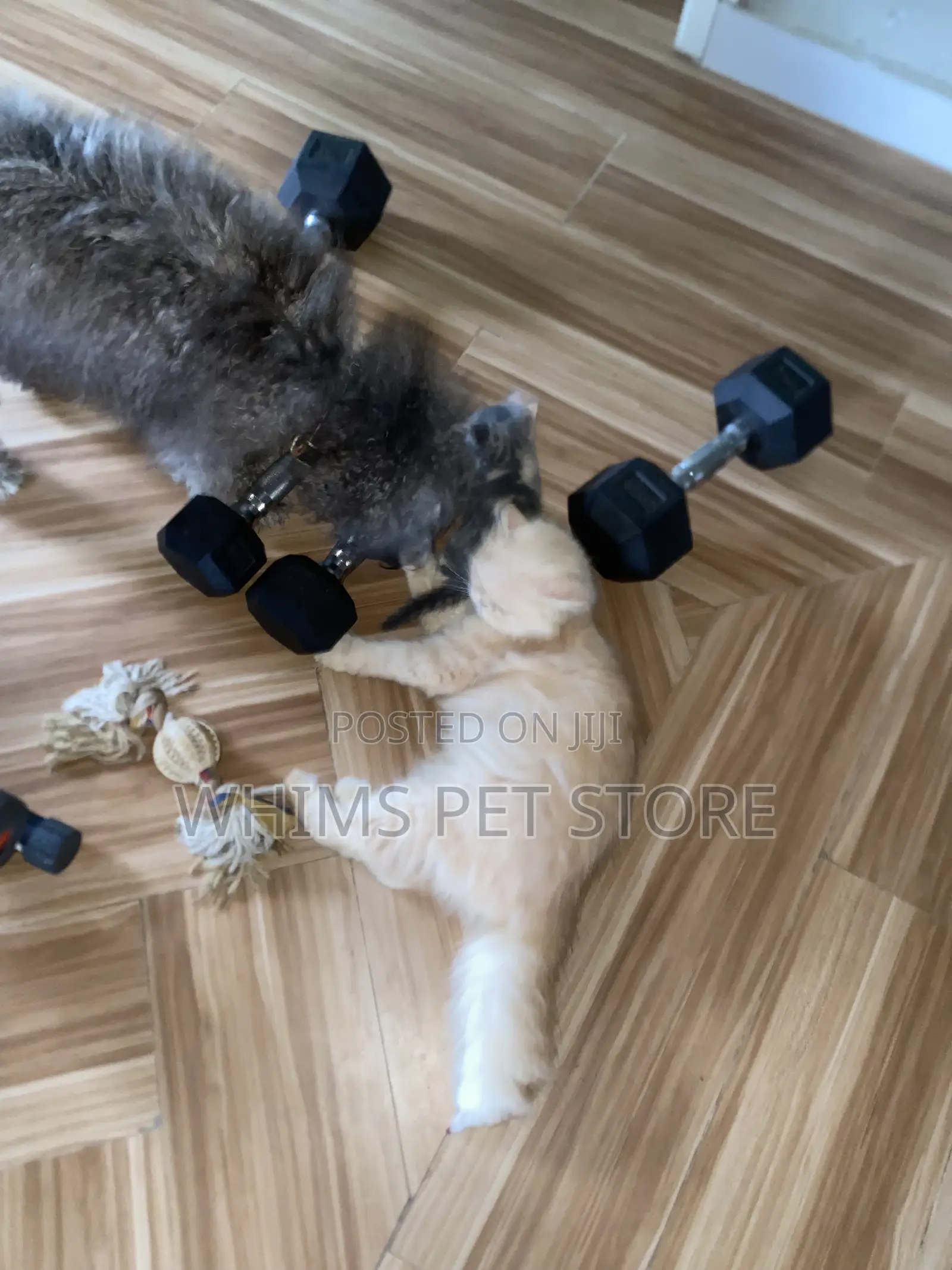 1-3 months Female Mixed Breed Persian