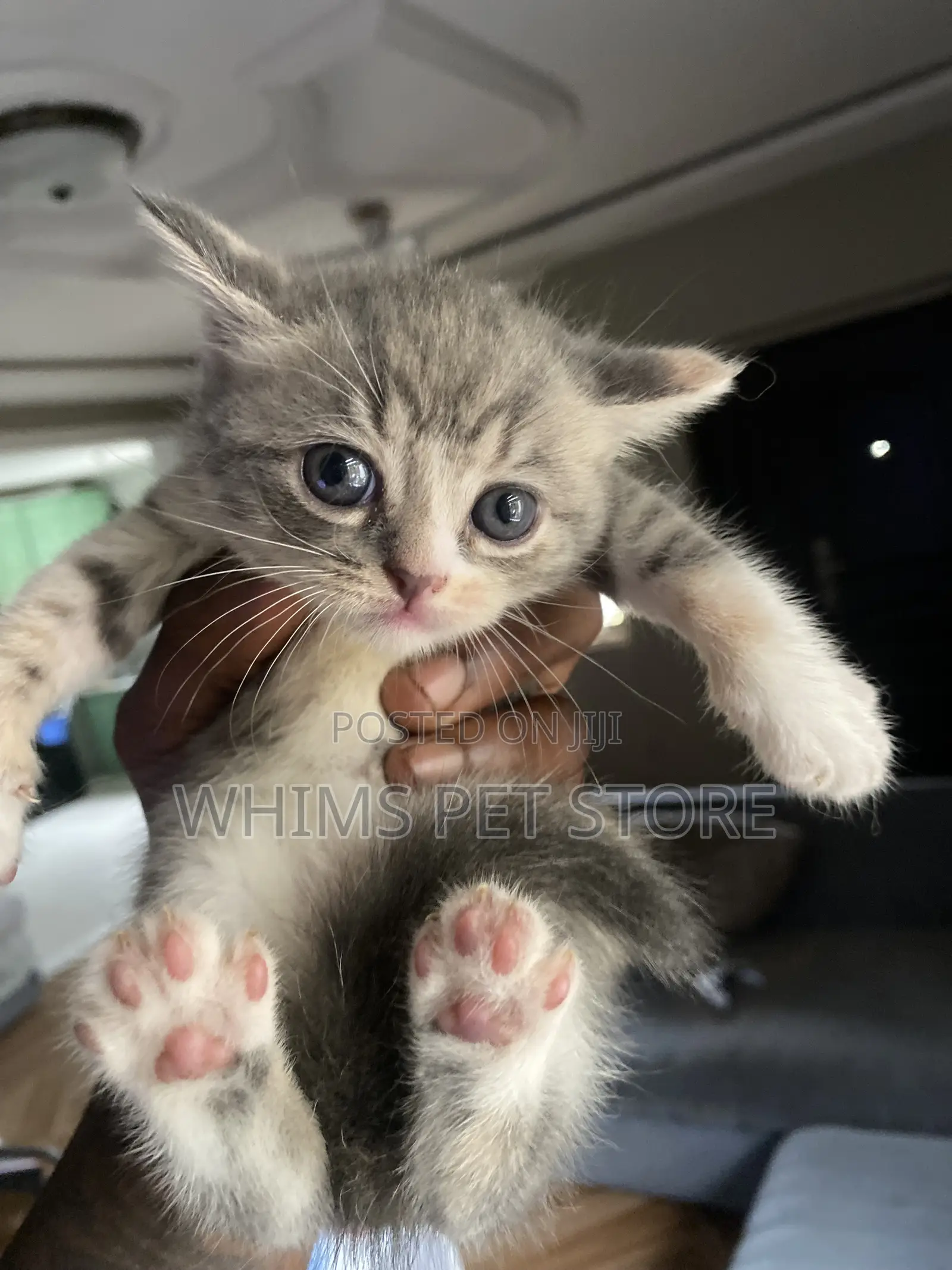 1-3 months Female Mixed Breed Persian