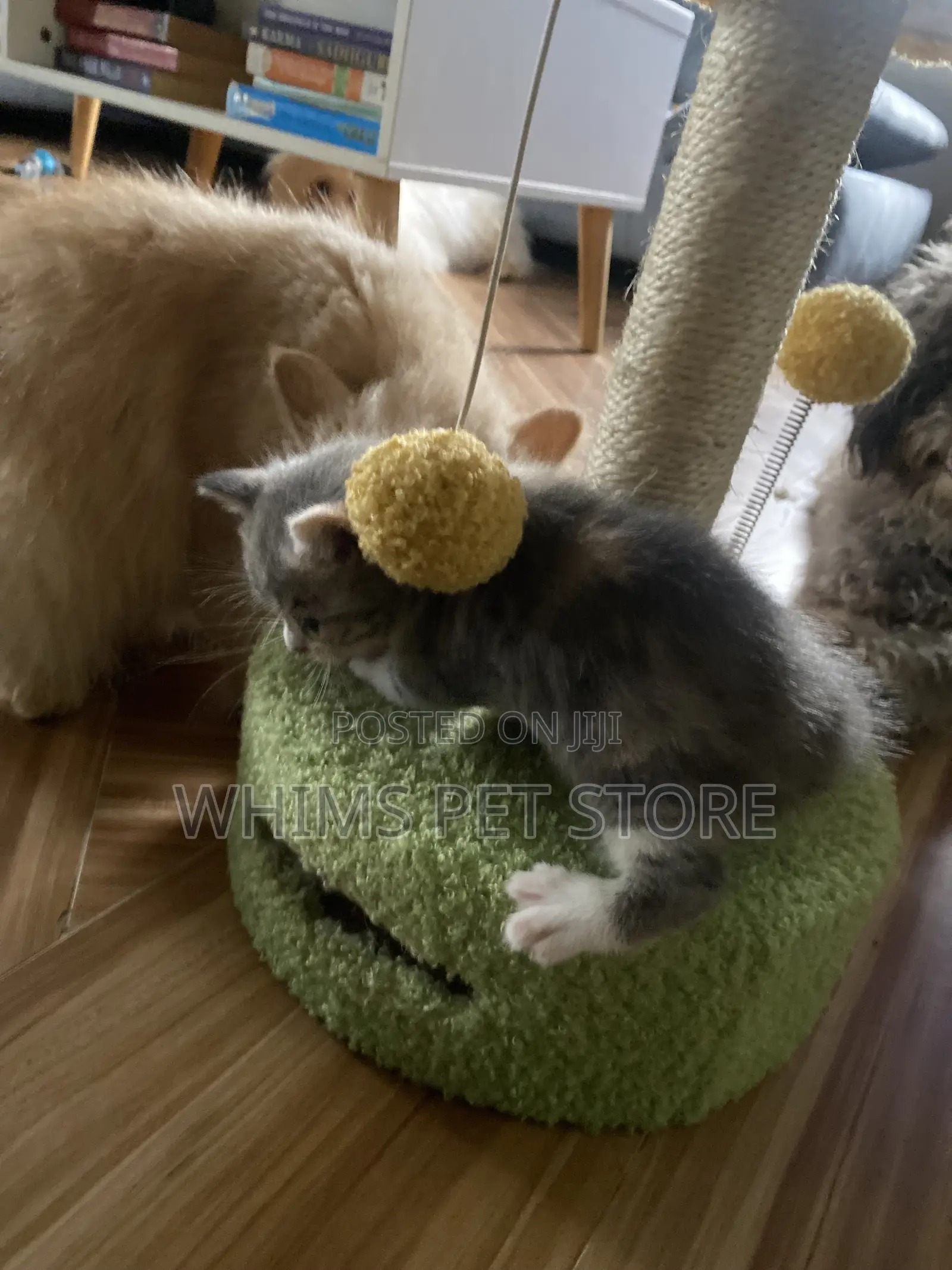 1-3 months Female Mixed Breed Persian