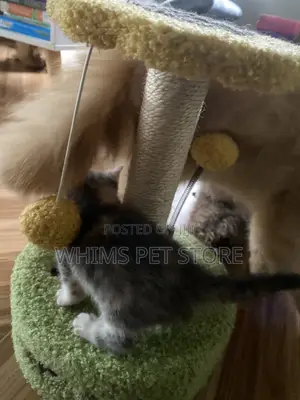 1-3 months Female Mixed Breed Persian