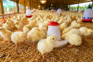 Poultry Farm Attendant