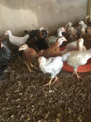 5 Weeks Old Chicks