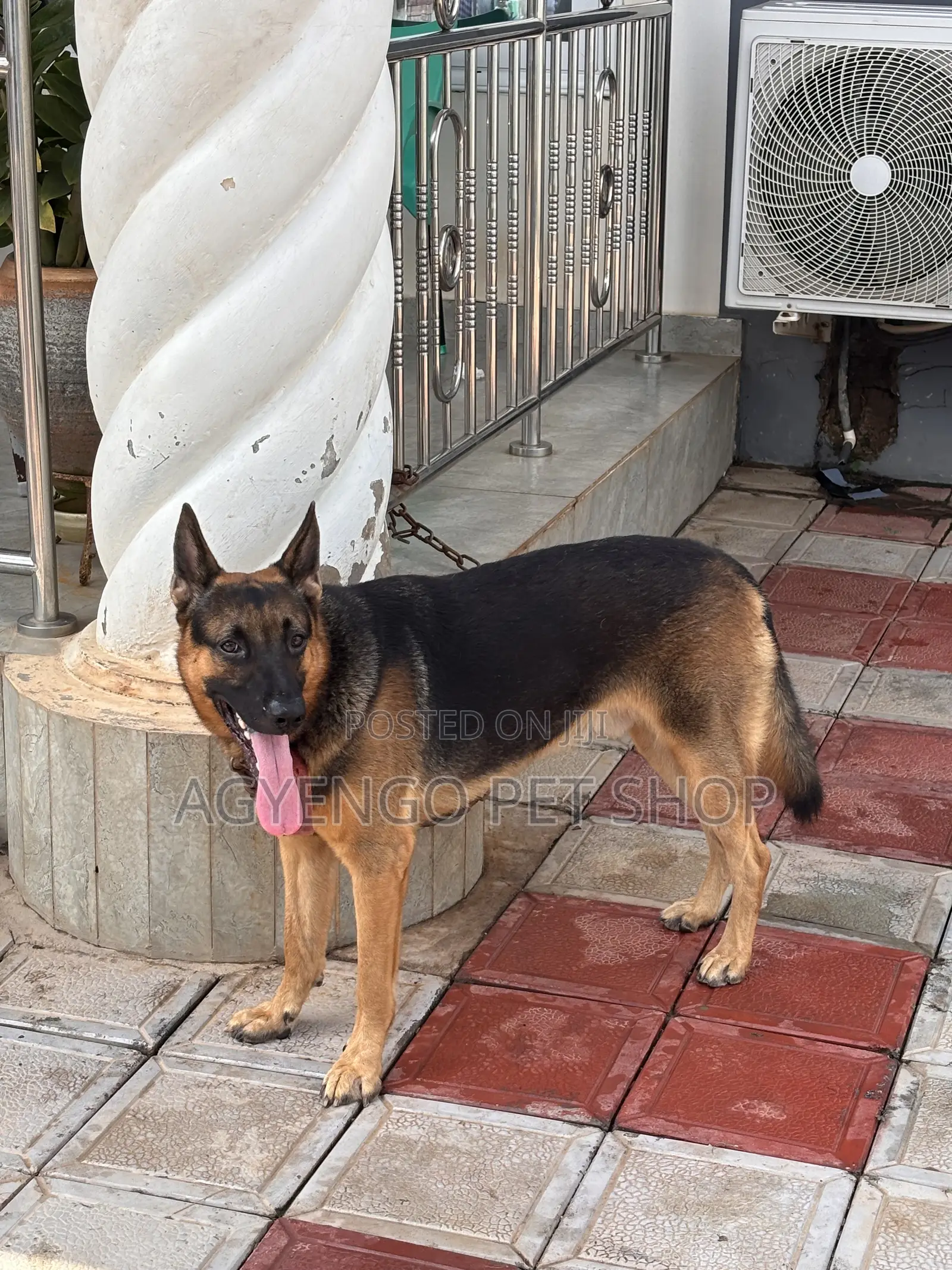 1+ year Male Purebred German Shepherd