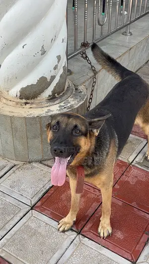 1+ year Male Purebred German Shepherd