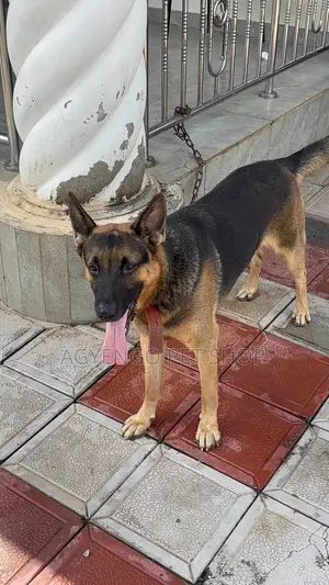1+ year Male Purebred German Shepherd