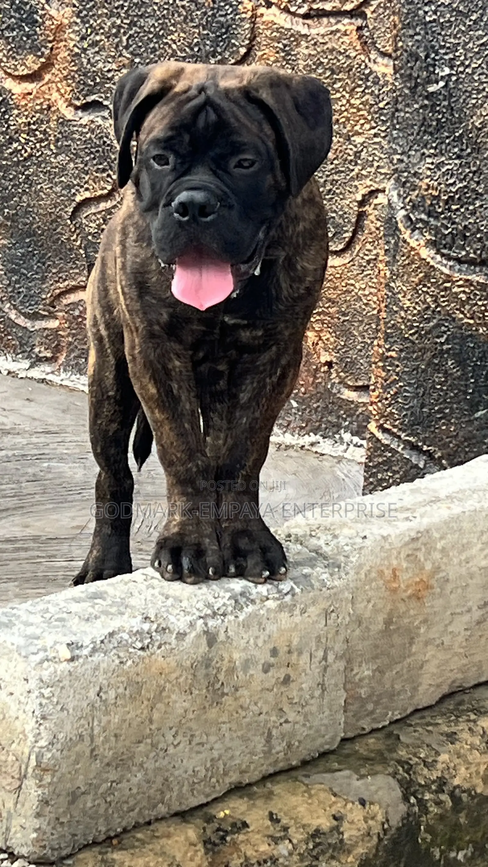 3-6 months Male Purebred Mastiff
