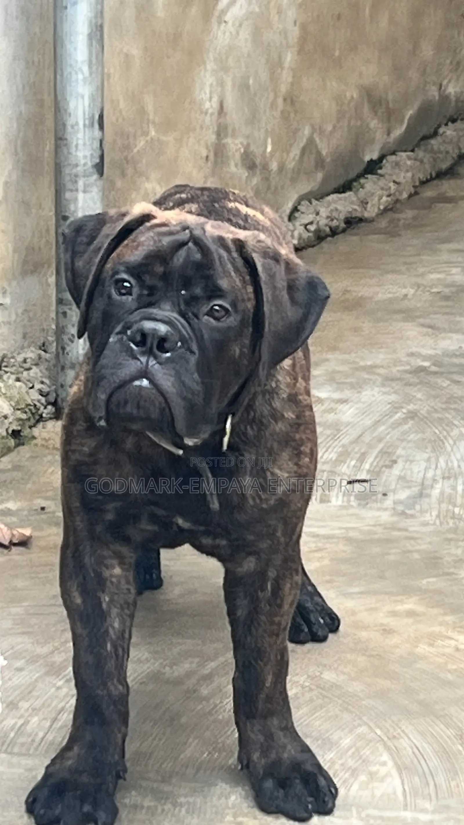 3-6 months Male Purebred Mastiff