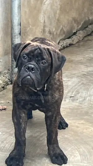 3-6 months Male Purebred Mastiff