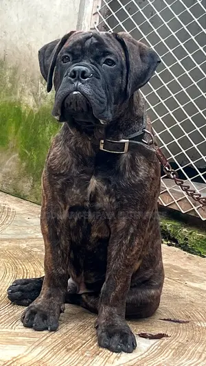 3-6 months Male Purebred Mastiff