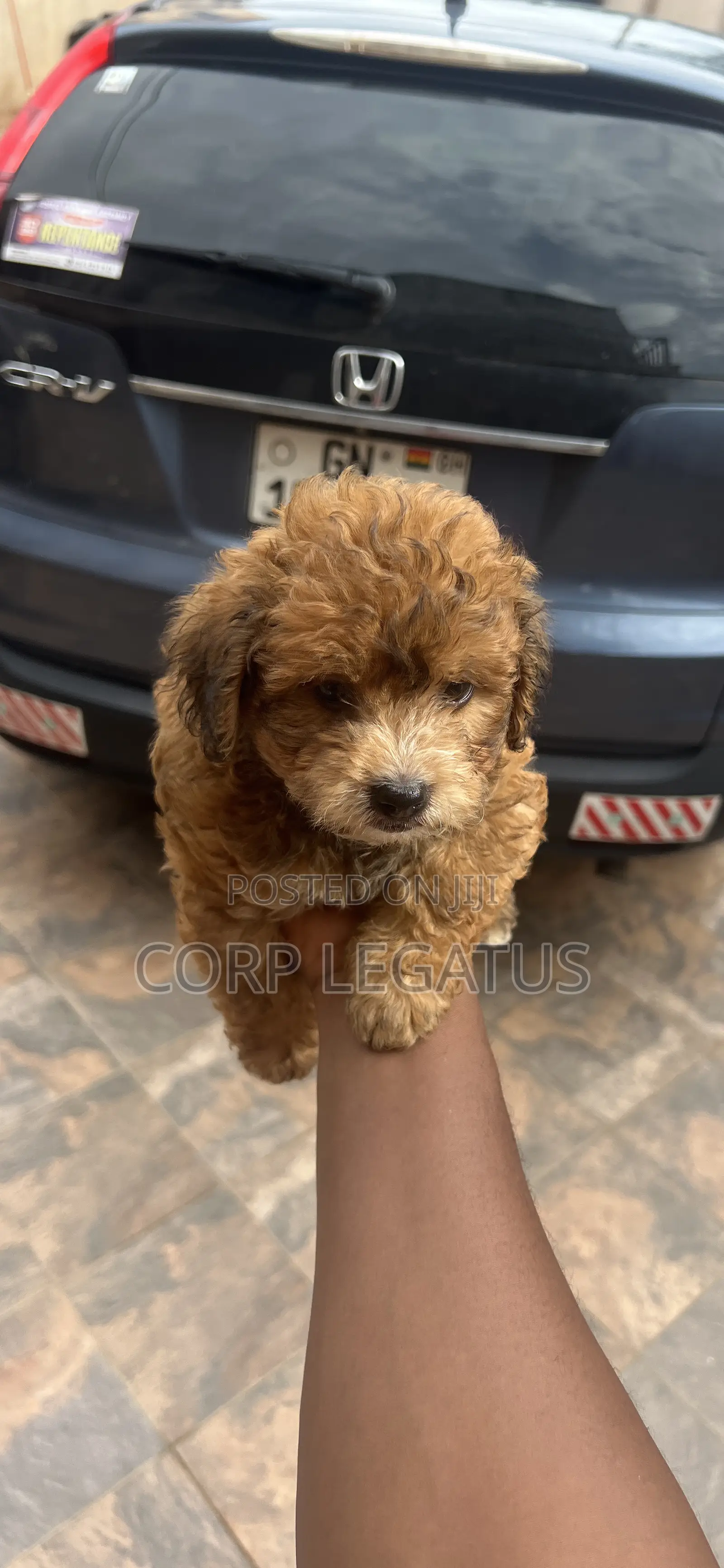1-3 months Female Mixed Breed Maltipoo