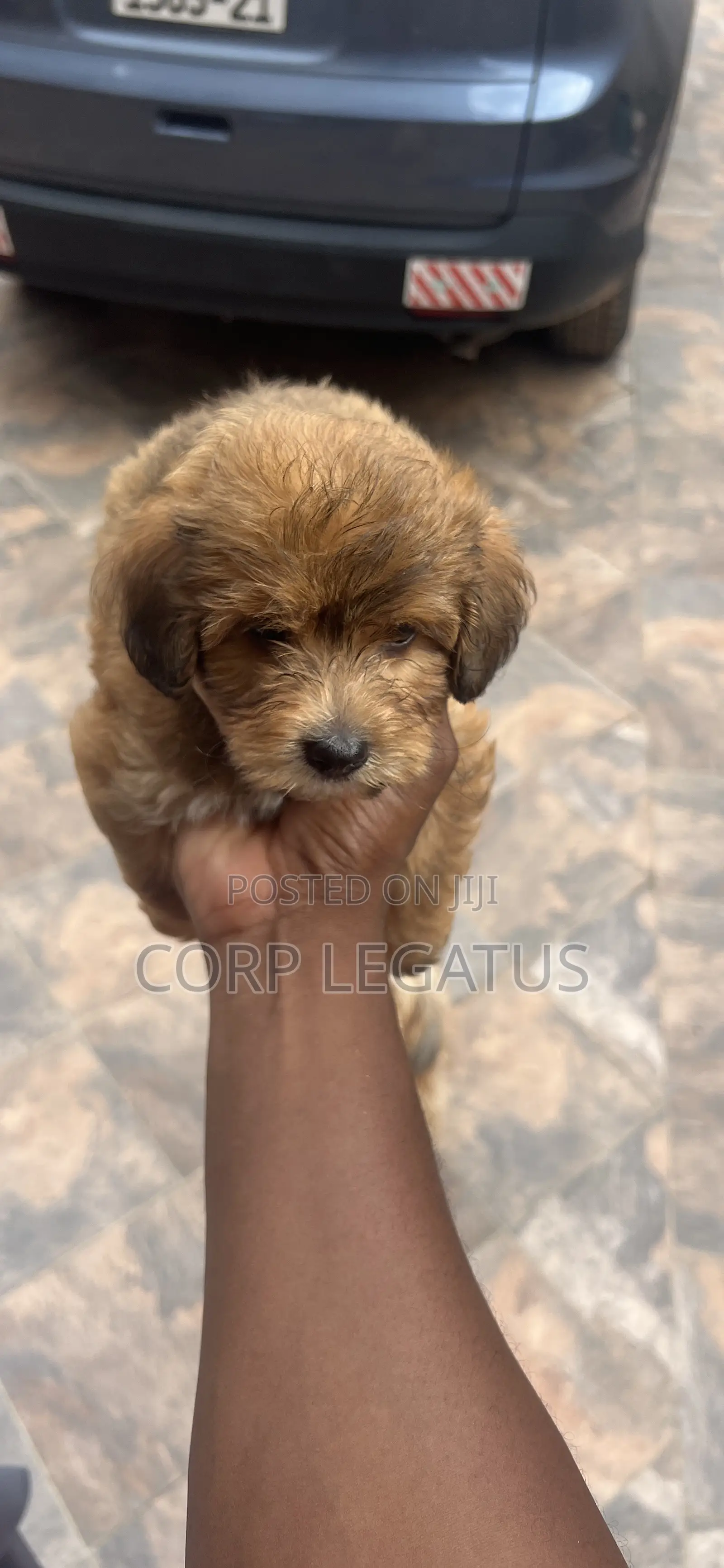 1-3 months Female Mixed Breed Maltipoo