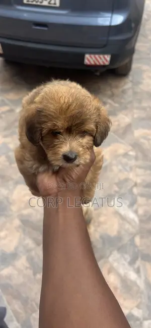 1-3 months Female Mixed Breed Maltipoo