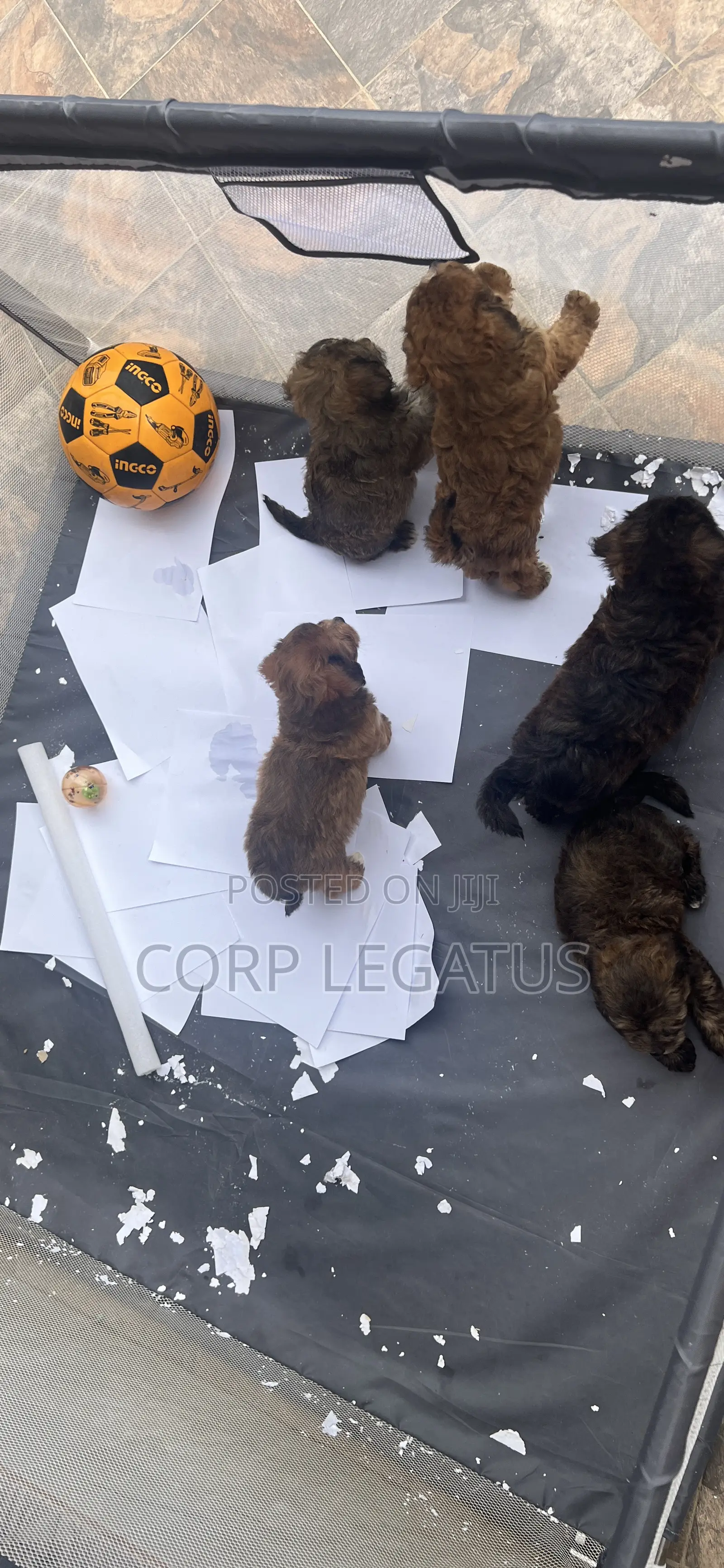 1-3 months Female Mixed Breed Maltipoo