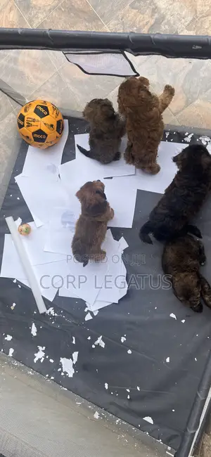 1-3 months Female Mixed Breed Maltipoo