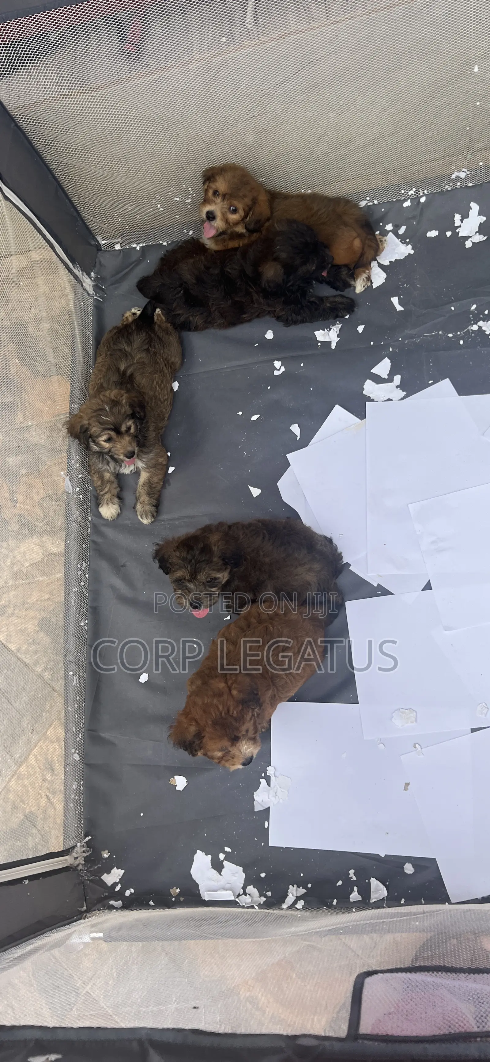 1-3 months Female Mixed Breed Maltipoo
