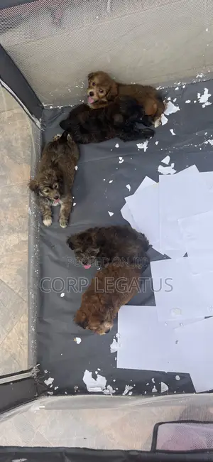 1-3 months Female Mixed Breed Maltipoo