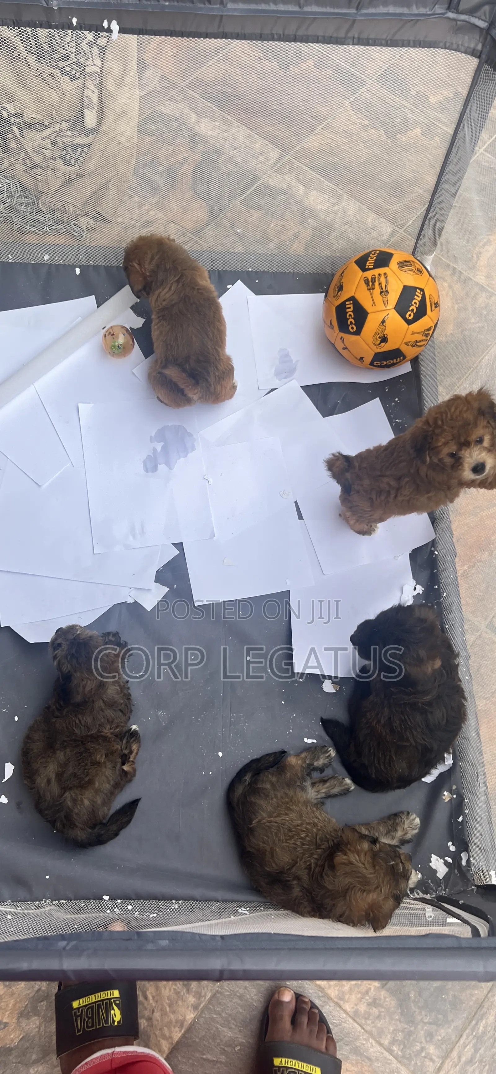 1-3 months Female Mixed Breed Maltipoo