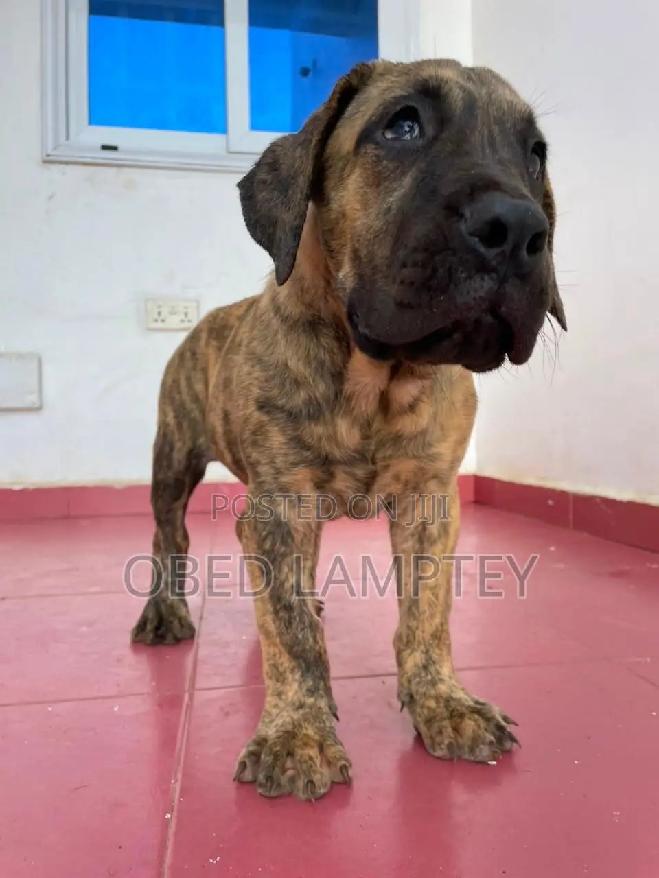 1-3 months Female Purebred Boerboel