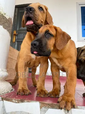 1-3 months Female Purebred Boerboel