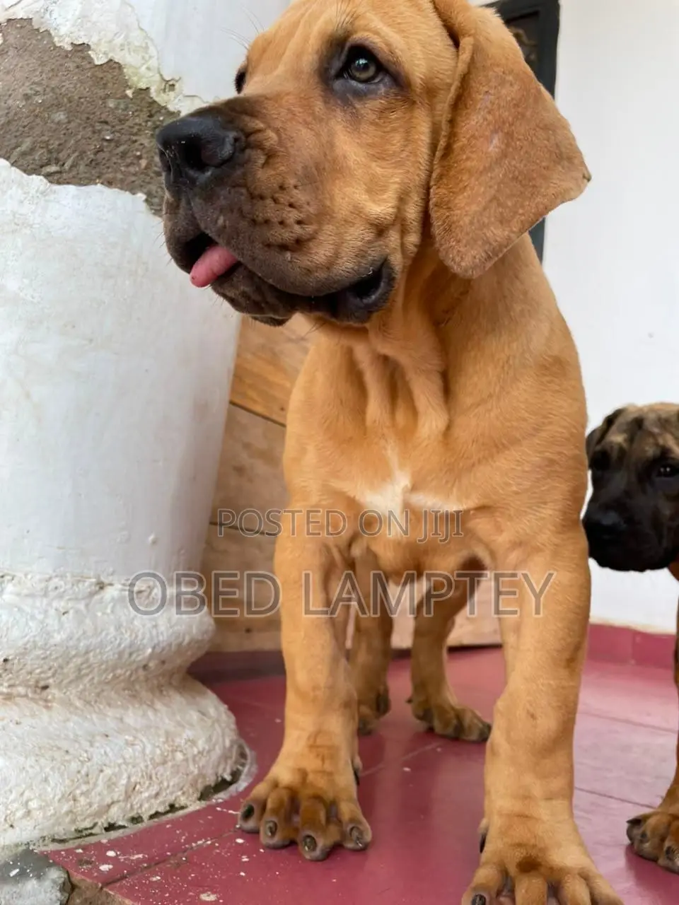 1-3 months Female Purebred Boerboel