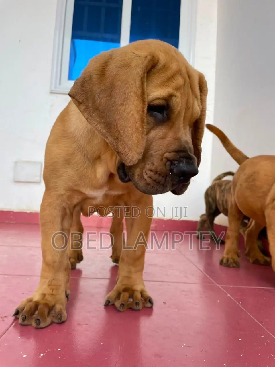 1-3 months Female Purebred Boerboel