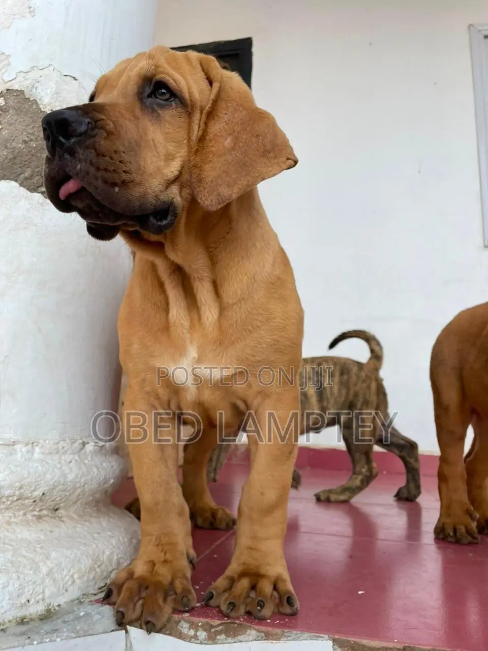 1-3 months Female Purebred Boerboel