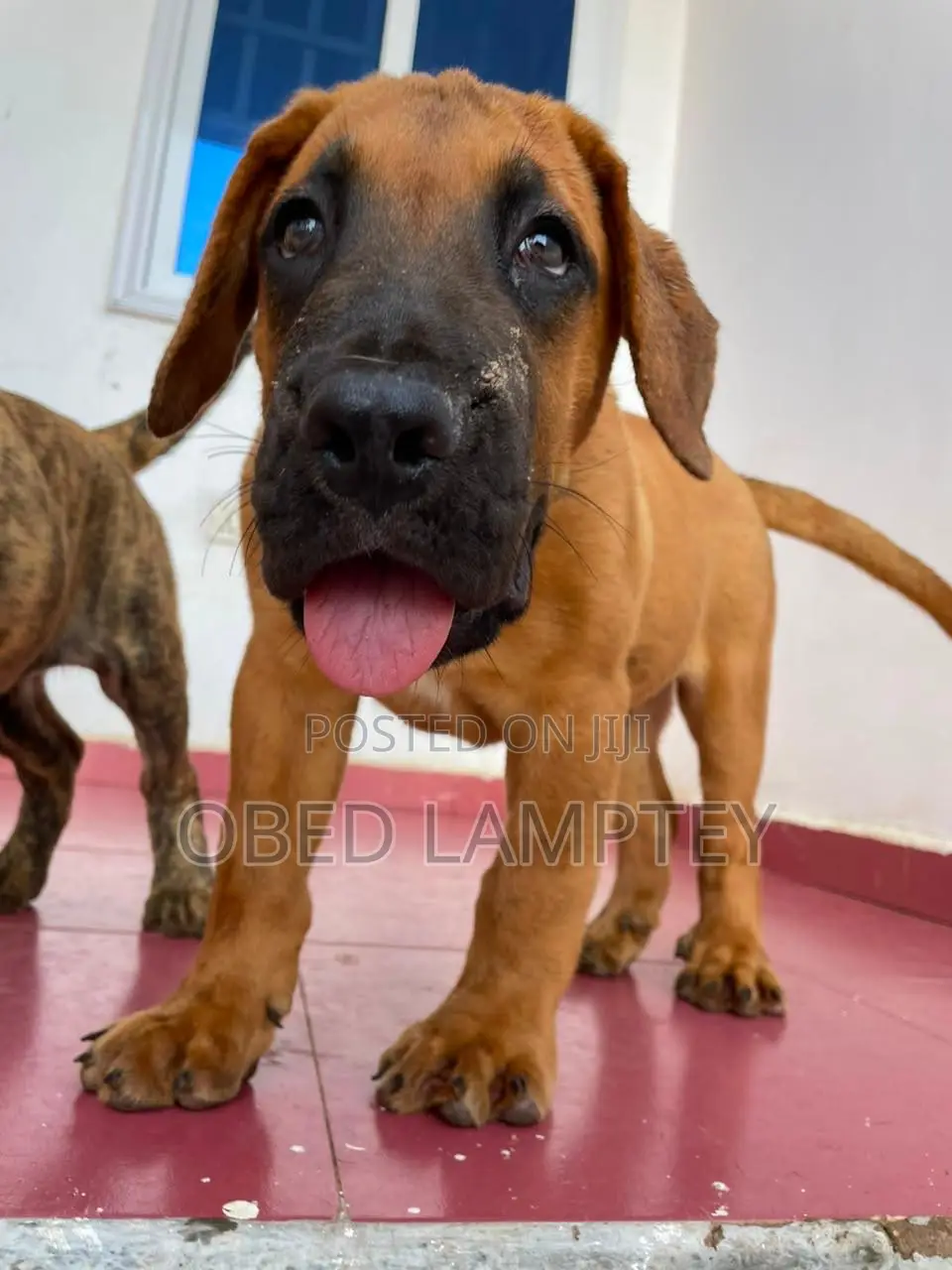 1-3 months Female Purebred Boerboel